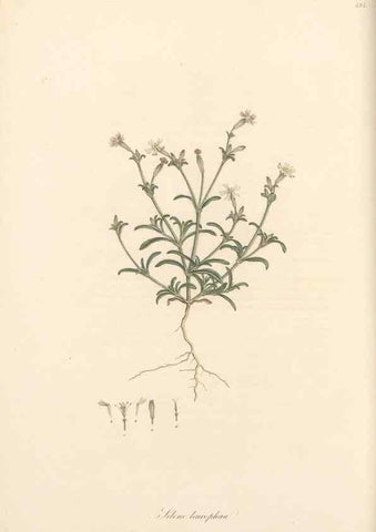Reproducción/Reproduction 49557560141: Flora Graeca, sive, Plantarum rariorum historia, quas in provinciis aut insulis Graeciae /. Londini :Typis Richardi Taylor et socii, in Vico Shoe-Lane :MDCCCVI-MDCCCXL [1806-1840].. 
