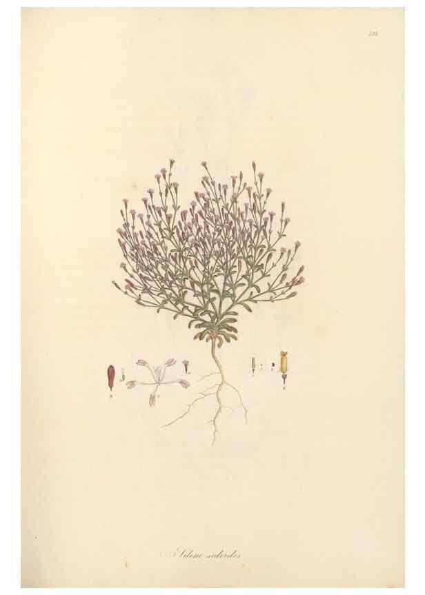 Reproducción/Reproduction 49557560446: Flora Graeca, sive, Plantarum rariorum historia, quas in provinciis aut insulis Graeciae /. Londini :Typis Richardi Taylor et socii, in Vico Shoe-Lane :MDCCCVI-MDCCCXL [1806-1840].. 