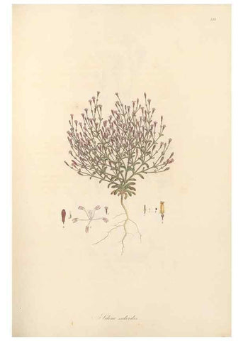 Reproducción/Reproduction 49557560446: Flora Graeca, sive, Plantarum rariorum historia, quas in provinciis aut insulis Graeciae /. Londini :Typis Richardi Taylor et socii, in Vico Shoe-Lane :MDCCCVI-MDCCCXL [1806-1840].. 
