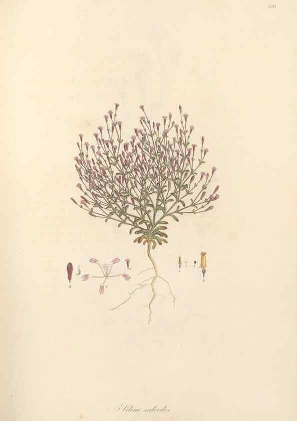 Reproducción/Reproduction 49557560446: Flora Graeca, sive, Plantarum rariorum historia, quas in provinciis aut insulis Graeciae /. Londini :Typis Richardi Taylor et socii, in Vico Shoe-Lane :MDCCCVI-MDCCCXL [1806-1840].. 