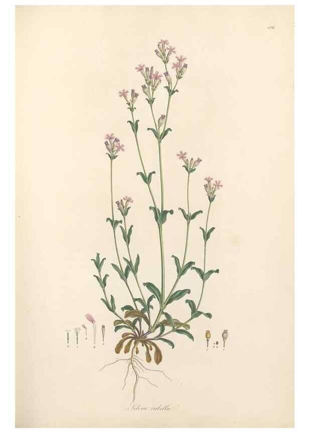 Reproducción/Reproduction 49557795732: Flora Graeca, sive, Plantarum rariorum historia, quas in provinciis aut insulis Graeciae /. Londini :Typis Richardi Taylor et socii, in Vico Shoe-Lane :MDCCCVI-MDCCCXL [1806-1840].. 