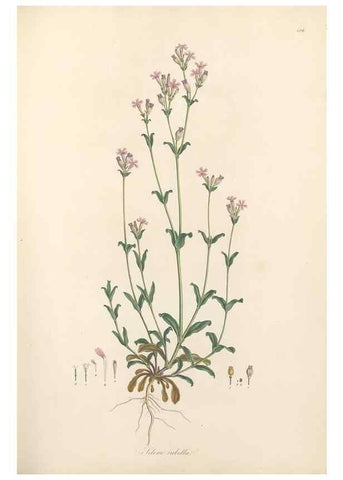 Reproducción/Reproduction 49557795732: Flora Graeca, sive, Plantarum rariorum historia, quas in provinciis aut insulis Graeciae /. Londini :Typis Richardi Taylor et socii, in Vico Shoe-Lane :MDCCCVI-MDCCCXL [1806-1840].. 