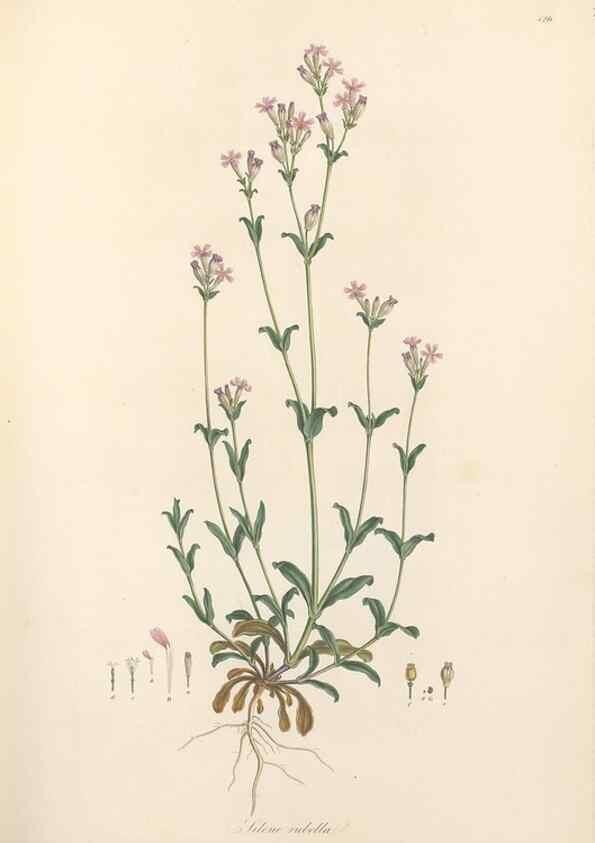 Reproducción/Reproduction 49557795732: Flora Graeca, sive, Plantarum rariorum historia, quas in provinciis aut insulis Graeciae /. Londini :Typis Richardi Taylor et socii, in Vico Shoe-Lane :MDCCCVI-MDCCCXL [1806-1840].. 