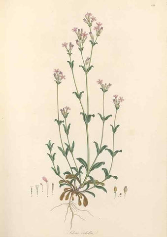 Reproducción/Reproduction 49557795732: Flora Graeca, sive, Plantarum rariorum historia, quas in provinciis aut insulis Graeciae /. Londini :Typis Richardi Taylor et socii, in Vico Shoe-Lane :MDCCCVI-MDCCCXL [1806-1840].. 