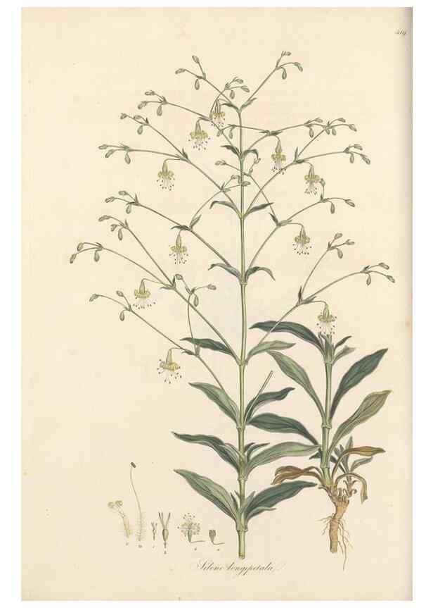 Reproducción/Reproduction 49557793947: Flora Graeca, sive, Plantarum rariorum historia, quas in provinciis aut insulis Graeciae /. Londini :Typis Richardi Taylor et socii, in Vico Shoe-Lane :MDCCCVI-MDCCCXL [1806-1840].. 