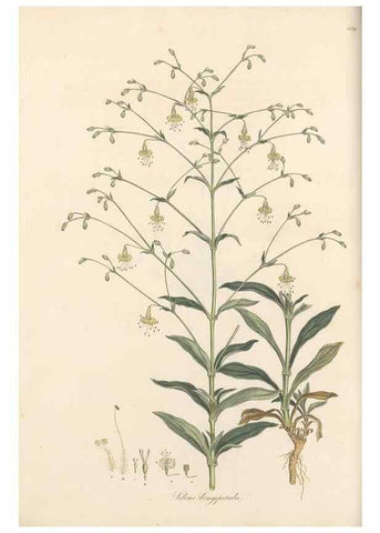 Reproducción/Reproduction 49557793947: Flora Graeca, sive, Plantarum rariorum historia, quas in provinciis aut insulis Graeciae /. Londini :Typis Richardi Taylor et socii, in Vico Shoe-Lane :MDCCCVI-MDCCCXL [1806-1840].. 