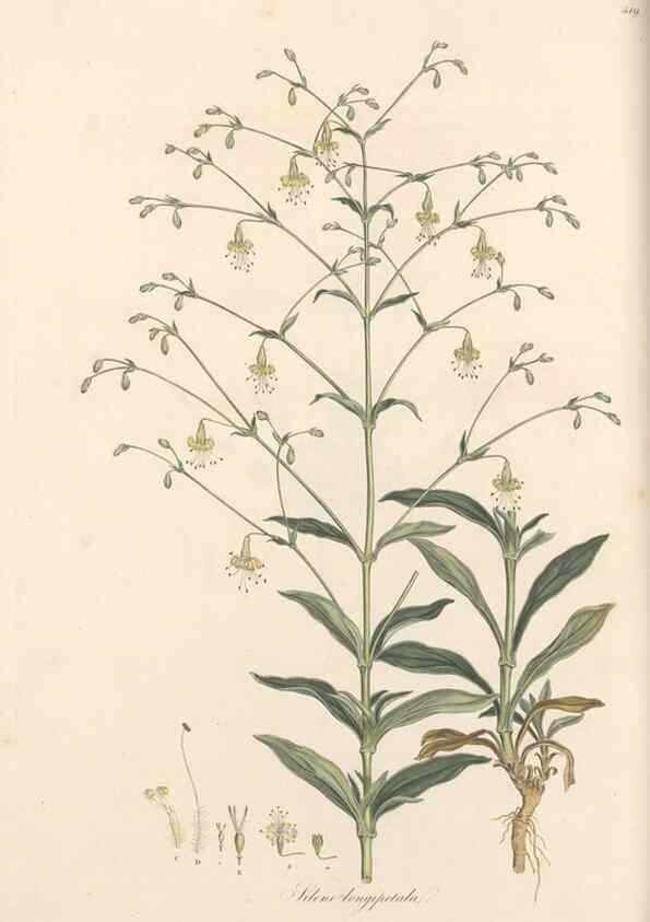 Reproducción/Reproduction 49557793947: Flora Graeca, sive, Plantarum rariorum historia, quas in provinciis aut insulis Graeciae /. Londini :Typis Richardi Taylor et socii, in Vico Shoe-Lane :MDCCCVI-MDCCCXL [1806-1840].. 