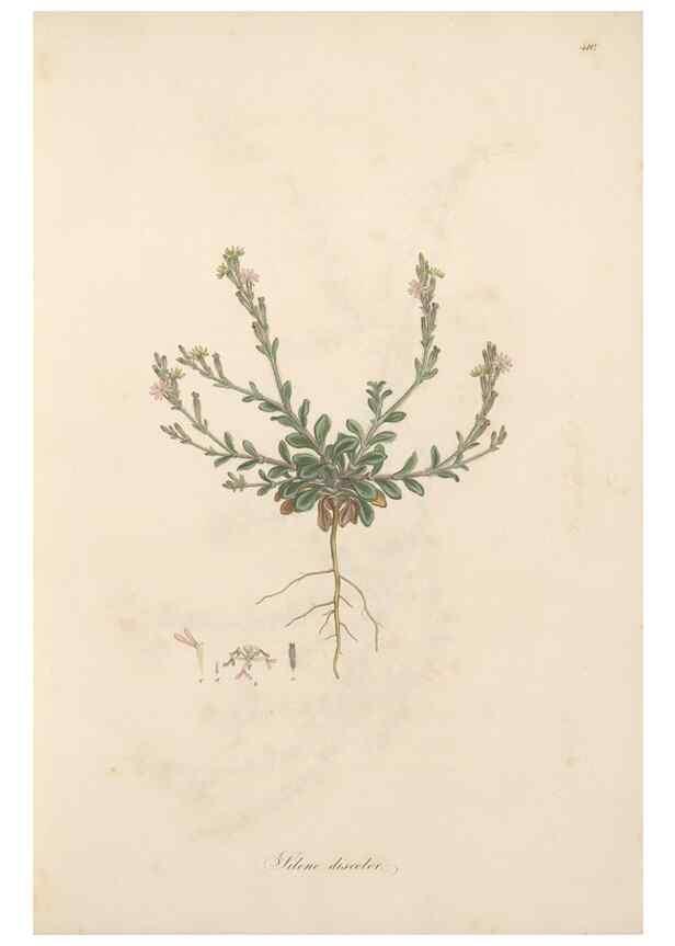 Reproducción/Reproduction 49557556466: Flora Graeca, sive, Plantarum rariorum historia, quas in provinciis aut insulis Graeciae /. Londini :Typis Richardi Taylor et socii, in Vico Shoe-Lane :MDCCCVI-MDCCCXL [1806-1840].. 