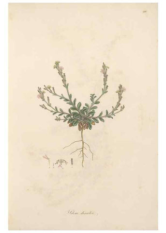 Reproducción/Reproduction 49557556466: Flora Graeca, sive, Plantarum rariorum historia, quas in provinciis aut insulis Graeciae /. Londini :Typis Richardi Taylor et socii, in Vico Shoe-Lane :MDCCCVI-MDCCCXL [1806-1840].. 