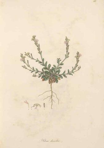 Reproducción/Reproduction 49557556466: Flora Graeca, sive, Plantarum rariorum historia, quas in provinciis aut insulis Graeciae /. Londini :Typis Richardi Taylor et socii, in Vico Shoe-Lane :MDCCCVI-MDCCCXL [1806-1840].. 