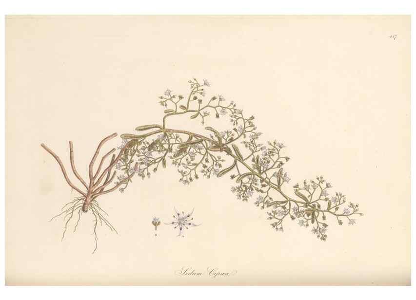 Reproducción/Reproduction 49557567381: Flora Graeca, sive, Plantarum rariorum historia, quas in provinciis aut insulis Graeciae /. Londini :Typis Richardi Taylor et socii, in Vico Shoe-Lane :MDCCCVI-MDCCCXL [1806-1840].. 
