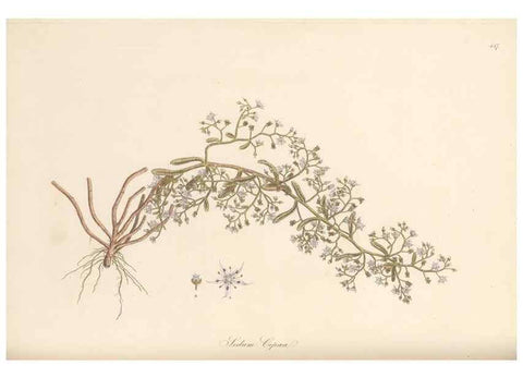 Reproducción/Reproduction 49557567381: Flora Graeca, sive, Plantarum rariorum historia, quas in provinciis aut insulis Graeciae /. Londini :Typis Richardi Taylor et socii, in Vico Shoe-Lane :MDCCCVI-MDCCCXL [1806-1840].. 