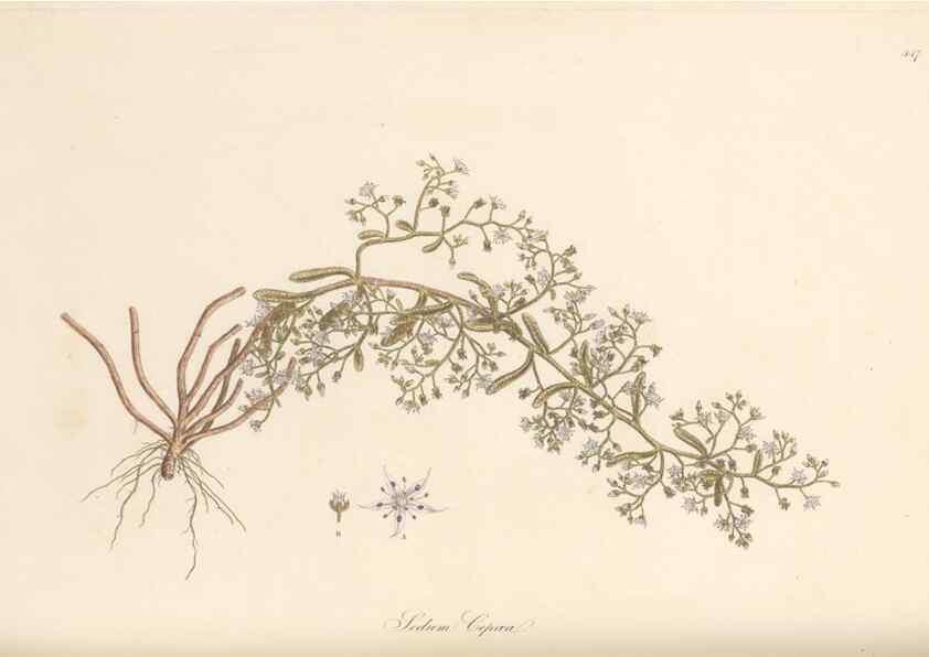 Reproducción/Reproduction 49557567381: Flora Graeca, sive, Plantarum rariorum historia, quas in provinciis aut insulis Graeciae /. Londini :Typis Richardi Taylor et socii, in Vico Shoe-Lane :MDCCCVI-MDCCCXL [1806-1840].. 