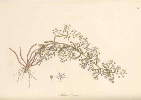Reproducción/Reproduction 49557567381: Flora Graeca, sive, Plantarum rariorum historia, quas in provinciis aut insulis Graeciae /. Londini :Typis Richardi Taylor et socii, in Vico Shoe-Lane :MDCCCVI-MDCCCXL [1806-1840].. 