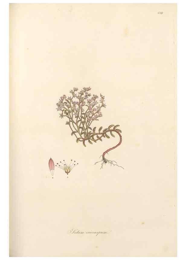 Reproducción/Reproduction 49557070303: Flora Graeca, sive, Plantarum rariorum historia, quas in provinciis aut insulis Graeciae /. Londini :Typis Richardi Taylor et socii, in Vico Shoe-Lane :MDCCCVI-MDCCCXL [1806-1840].. 