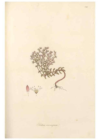 Reproducción/Reproduction 49557070303: Flora Graeca, sive, Plantarum rariorum historia, quas in provinciis aut insulis Graeciae /. Londini :Typis Richardi Taylor et socii, in Vico Shoe-Lane :MDCCCVI-MDCCCXL [1806-1840].. 