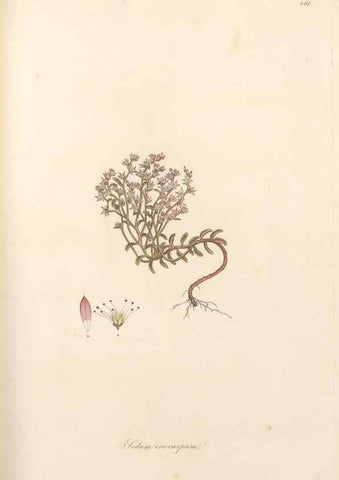 Reproducción/Reproduction 49557070303: Flora Graeca, sive, Plantarum rariorum historia, quas in provinciis aut insulis Graeciae /. Londini :Typis Richardi Taylor et socii, in Vico Shoe-Lane :MDCCCVI-MDCCCXL [1806-1840].. 
