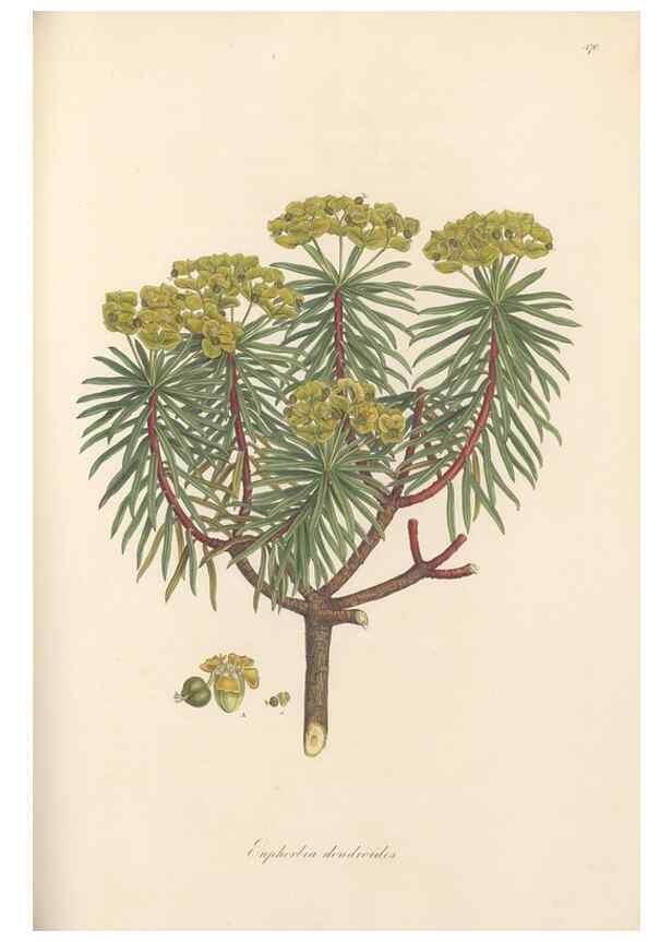 Reproducción/Reproduction 49557810242: Flora Graeca, sive, Plantarum rariorum historia, quas in provinciis aut insulis Graeciae /. Londini :Typis Richardi Taylor et socii, in Vico Shoe-Lane :MDCCCVI-MDCCCXL [1806-1840].. 