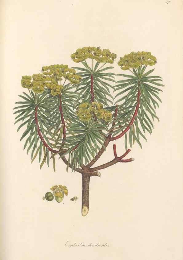 Reproducción/Reproduction 49557810242: Flora Graeca, sive, Plantarum rariorum historia, quas in provinciis aut insulis Graeciae /. Londini :Typis Richardi Taylor et socii, in Vico Shoe-Lane :MDCCCVI-MDCCCXL [1806-1840].. 