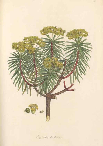Reproducción/Reproduction 49557810242: Flora Graeca, sive, Plantarum rariorum historia, quas in provinciis aut insulis Graeciae /. Londini :Typis Richardi Taylor et socii, in Vico Shoe-Lane :MDCCCVI-MDCCCXL [1806-1840].. 