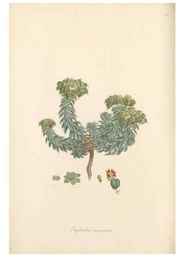 Reproducción/Reproduction 49557810647: Flora Graeca, sive, Plantarum rariorum historia, quas in provinciis aut insulis Graeciae /. Londini :Typis Richardi Taylor et socii, in Vico Shoe-Lane :MDCCCVI-MDCCCXL [1806-1840].. 