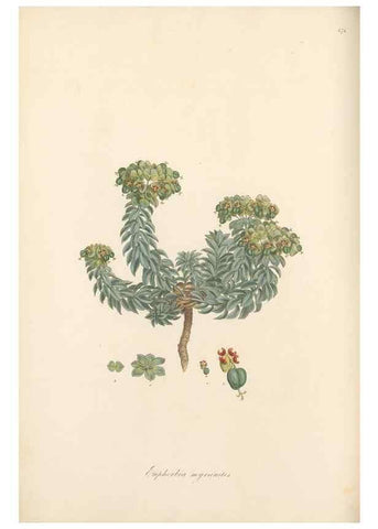 Reproducción/Reproduction 49557810647: Flora Graeca, sive, Plantarum rariorum historia, quas in provinciis aut insulis Graeciae /. Londini :Typis Richardi Taylor et socii, in Vico Shoe-Lane :MDCCCVI-MDCCCXL [1806-1840].. 