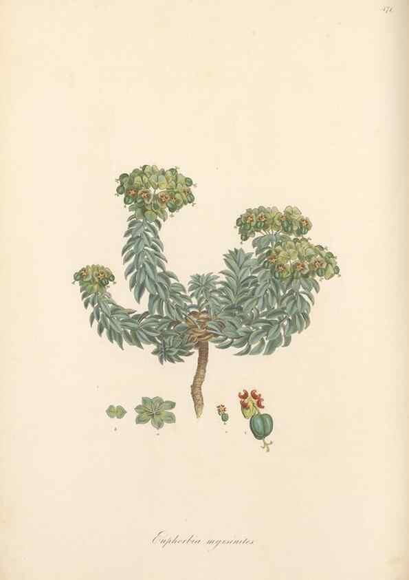 Reproducción/Reproduction 49557810647: Flora Graeca, sive, Plantarum rariorum historia, quas in provinciis aut insulis Graeciae /. Londini :Typis Richardi Taylor et socii, in Vico Shoe-Lane :MDCCCVI-MDCCCXL [1806-1840].. 