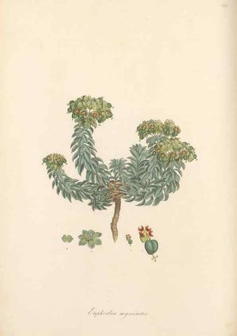 Reproducción/Reproduction 49557810647: Flora Graeca, sive, Plantarum rariorum historia, quas in provinciis aut insulis Graeciae /. Londini :Typis Richardi Taylor et socii, in Vico Shoe-Lane :MDCCCVI-MDCCCXL [1806-1840].. 