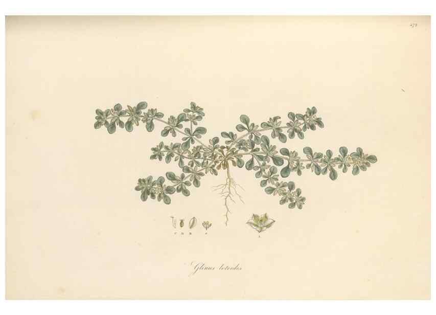 Reproducción/Reproduction 49557079093: Flora Graeca, sive, Plantarum rariorum historia, quas in provinciis aut insulis Graeciae /. Londini :Typis Richardi Taylor et socii, in Vico Shoe-Lane :MDCCCVI-MDCCCXL [1806-1840].. 