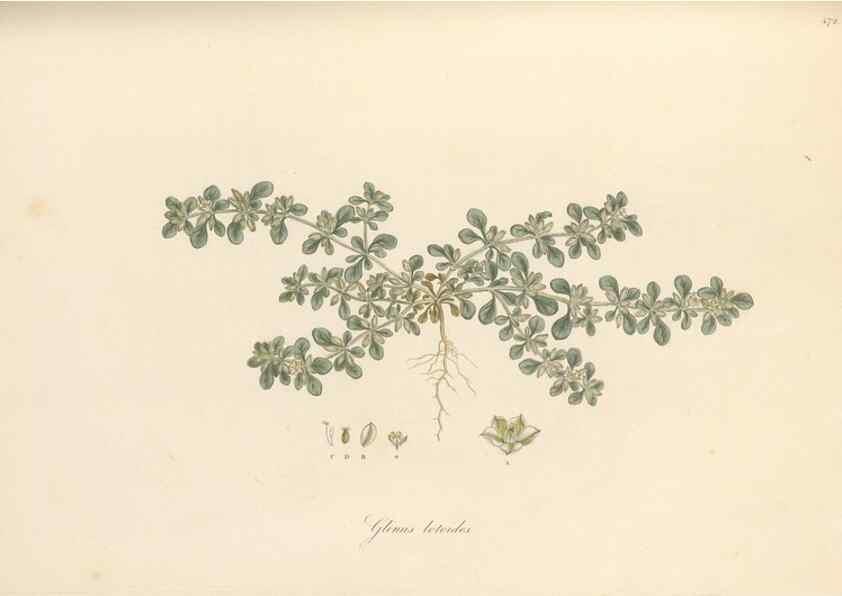 Reproducción/Reproduction 49557079093: Flora Graeca, sive, Plantarum rariorum historia, quas in provinciis aut insulis Graeciae /. Londini :Typis Richardi Taylor et socii, in Vico Shoe-Lane :MDCCCVI-MDCCCXL [1806-1840].. 