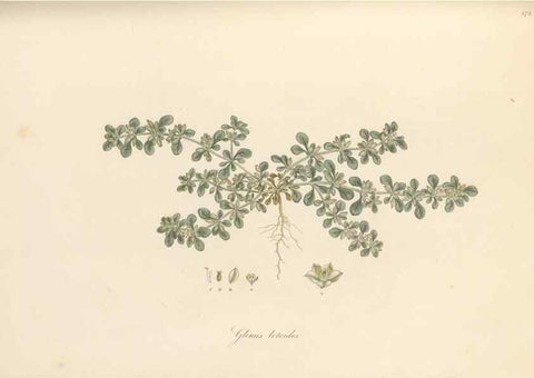 Reproducción/Reproduction 49557079093: Flora Graeca, sive, Plantarum rariorum historia, quas in provinciis aut insulis Graeciae /. Londini :Typis Richardi Taylor et socii, in Vico Shoe-Lane :MDCCCVI-MDCCCXL [1806-1840].. 