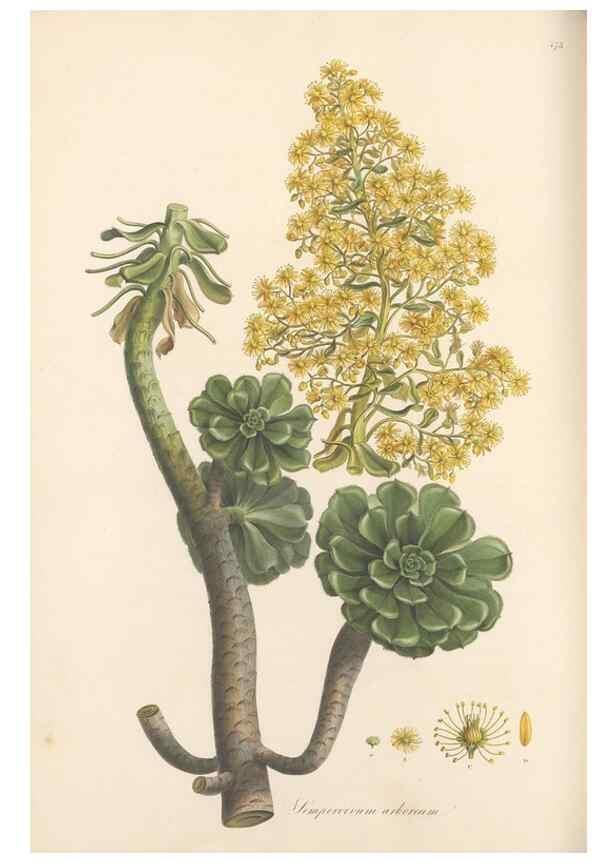 Reproducción/Reproduction 49557811362: Flora Graeca, sive, Plantarum rariorum historia, quas in provinciis aut insulis Graeciae /. Londini :Typis Richardi Taylor et socii, in Vico Shoe-Lane :MDCCCVI-MDCCCXL [1806-1840].. 
