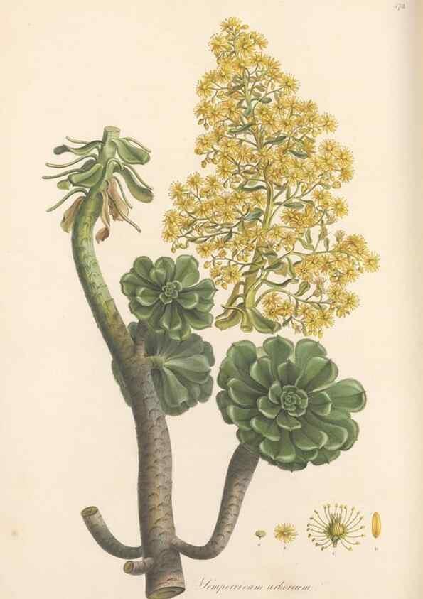Reproducción/Reproduction 49557811362: Flora Graeca, sive, Plantarum rariorum historia, quas in provinciis aut insulis Graeciae /. Londini :Typis Richardi Taylor et socii, in Vico Shoe-Lane :MDCCCVI-MDCCCXL [1806-1840].. 