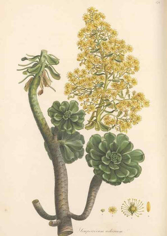 Reproducción/Reproduction 49557811362: Flora Graeca, sive, Plantarum rariorum historia, quas in provinciis aut insulis Graeciae /. Londini :Typis Richardi Taylor et socii, in Vico Shoe-Lane :MDCCCVI-MDCCCXL [1806-1840].. 