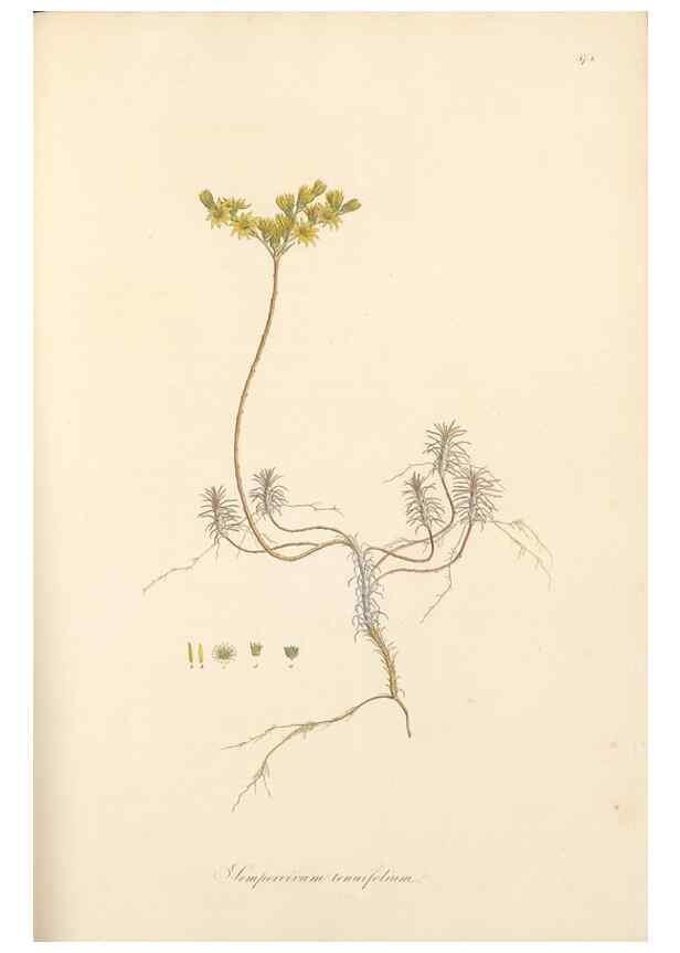 Reproducción/Reproduction 49557577381: Flora Graeca, sive, Plantarum rariorum historia, quas in provinciis aut insulis Graeciae /. Londini :Typis Richardi Taylor et socii, in Vico Shoe-Lane :MDCCCVI-MDCCCXL [1806-1840].. 