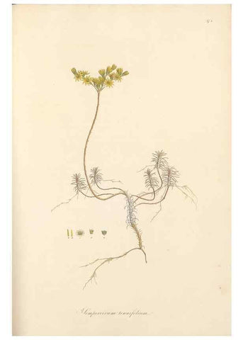 Reproducción/Reproduction 49557577381: Flora Graeca, sive, Plantarum rariorum historia, quas in provinciis aut insulis Graeciae /. Londini :Typis Richardi Taylor et socii, in Vico Shoe-Lane :MDCCCVI-MDCCCXL [1806-1840].. 