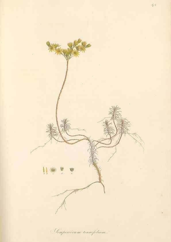Reproducción/Reproduction 49557577381: Flora Graeca, sive, Plantarum rariorum historia, quas in provinciis aut insulis Graeciae /. Londini :Typis Richardi Taylor et socii, in Vico Shoe-Lane :MDCCCVI-MDCCCXL [1806-1840].. 