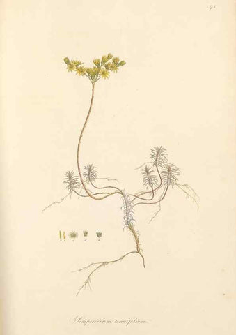 Reproducción/Reproduction 49557577381: Flora Graeca, sive, Plantarum rariorum historia, quas in provinciis aut insulis Graeciae /. Londini :Typis Richardi Taylor et socii, in Vico Shoe-Lane :MDCCCVI-MDCCCXL [1806-1840].. 
