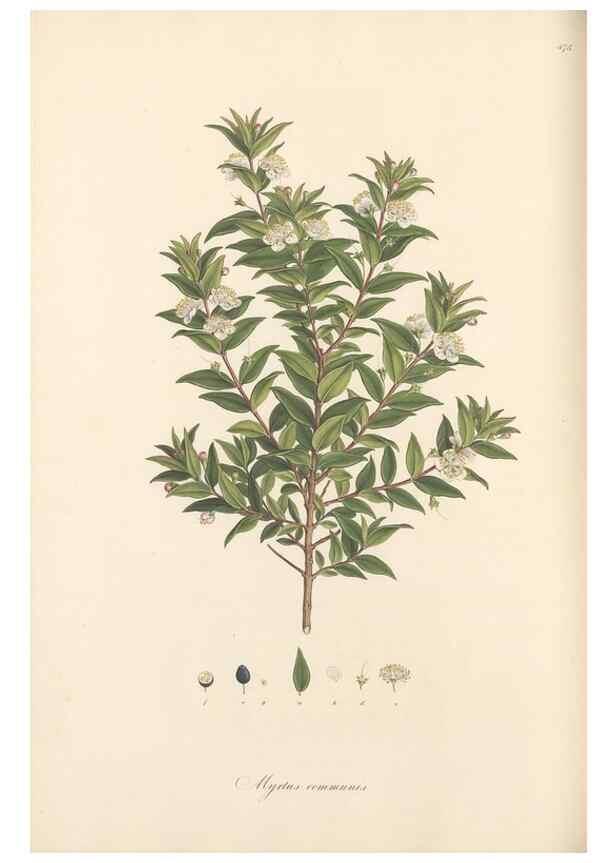 Reproducción/Reproduction 49557812052: Flora Graeca, sive, Plantarum rariorum historia, quas in provinciis aut insulis Graeciae /. Londini :Typis Richardi Taylor et socii, in Vico Shoe-Lane :MDCCCVI-MDCCCXL [1806-1840].. 