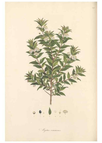 Reproducción/Reproduction 49557812052: Flora Graeca, sive, Plantarum rariorum historia, quas in provinciis aut insulis Graeciae /. Londini :Typis Richardi Taylor et socii, in Vico Shoe-Lane :MDCCCVI-MDCCCXL [1806-1840].. 