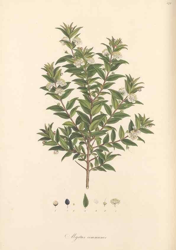 Reproducción/Reproduction 49557812052: Flora Graeca, sive, Plantarum rariorum historia, quas in provinciis aut insulis Graeciae /. Londini :Typis Richardi Taylor et socii, in Vico Shoe-Lane :MDCCCVI-MDCCCXL [1806-1840].. 