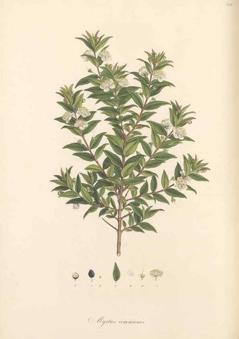 Reproducción/Reproduction 49557812052: Flora Graeca, sive, Plantarum rariorum historia, quas in provinciis aut insulis Graeciae /. Londini :Typis Richardi Taylor et socii, in Vico Shoe-Lane :MDCCCVI-MDCCCXL [1806-1840].. 