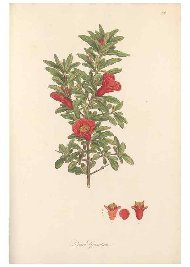Reproducción/Reproduction 49557080553: Flora Graeca, sive, Plantarum rariorum historia, quas in provinciis aut insulis Graeciae /. Londini :Typis Richardi Taylor et socii, in Vico Shoe-Lane :MDCCCVI-MDCCCXL [1806-1840].. 