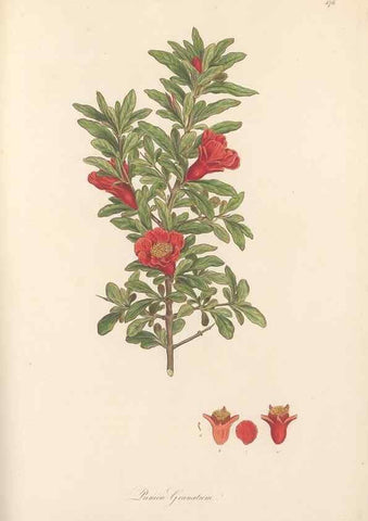 Reproducción/Reproduction 49557080553: Flora Graeca, sive, Plantarum rariorum historia, quas in provinciis aut insulis Graeciae /. Londini :Typis Richardi Taylor et socii, in Vico Shoe-Lane :MDCCCVI-MDCCCXL [1806-1840].. 