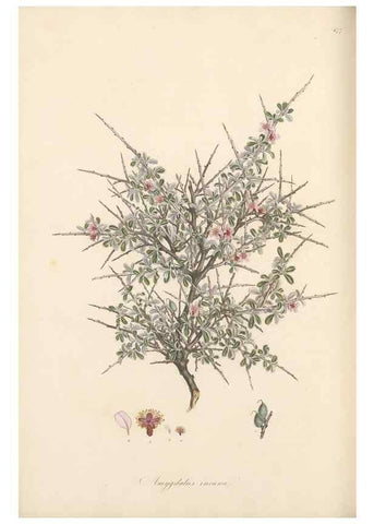 Reproducción/Reproduction 49557080963: Flora Graeca, sive, Plantarum rariorum historia, quas in provinciis aut insulis Graeciae /. Londini :Typis Richardi Taylor et socii, in Vico Shoe-Lane :MDCCCVI-MDCCCXL [1806-1840].. 