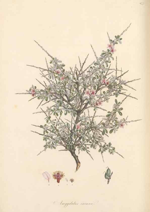 Reproducción/Reproduction 49557080963: Flora Graeca, sive, Plantarum rariorum historia, quas in provinciis aut insulis Graeciae /. Londini :Typis Richardi Taylor et socii, in Vico Shoe-Lane :MDCCCVI-MDCCCXL [1806-1840].. 