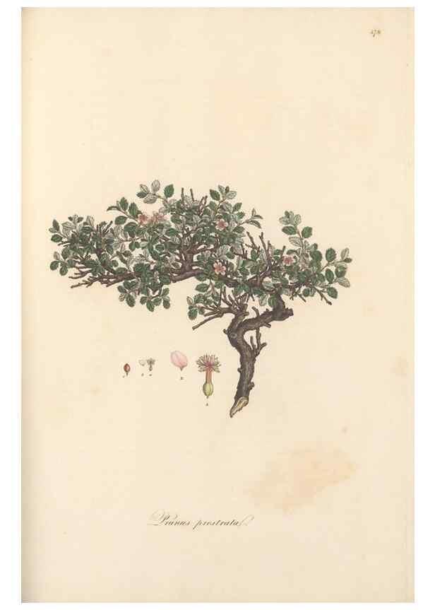 Reproducción/Reproduction 49557578906: Flora Graeca, sive, Plantarum rariorum historia, quas in provinciis aut insulis Graeciae /. Londini :Typis Richardi Taylor et socii, in Vico Shoe-Lane :MDCCCVI-MDCCCXL [1806-1840].. 