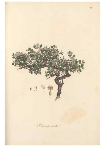 Reproducción/Reproduction 49557578906: Flora Graeca, sive, Plantarum rariorum historia, quas in provinciis aut insulis Graeciae /. Londini :Typis Richardi Taylor et socii, in Vico Shoe-Lane :MDCCCVI-MDCCCXL [1806-1840].. 