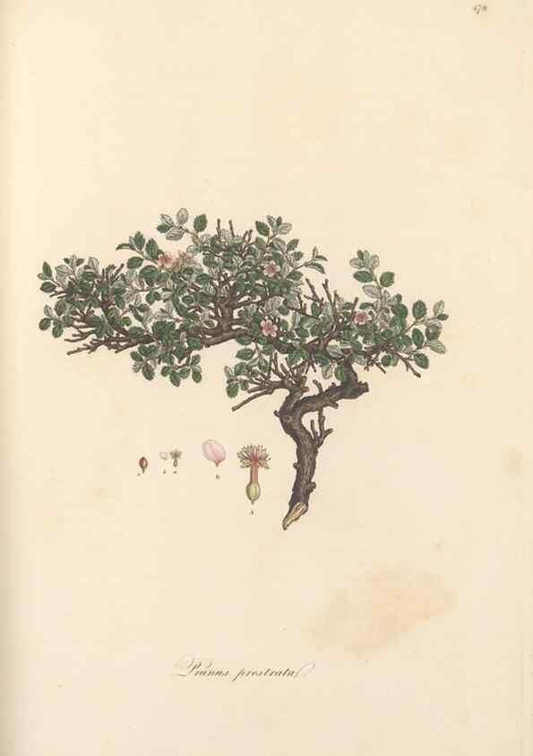 Reproducción/Reproduction 49557578906: Flora Graeca, sive, Plantarum rariorum historia, quas in provinciis aut insulis Graeciae /. Londini :Typis Richardi Taylor et socii, in Vico Shoe-Lane :MDCCCVI-MDCCCXL [1806-1840].. 