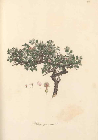Reproducción/Reproduction 49557578906: Flora Graeca, sive, Plantarum rariorum historia, quas in provinciis aut insulis Graeciae /. Londini :Typis Richardi Taylor et socii, in Vico Shoe-Lane :MDCCCVI-MDCCCXL [1806-1840].. 